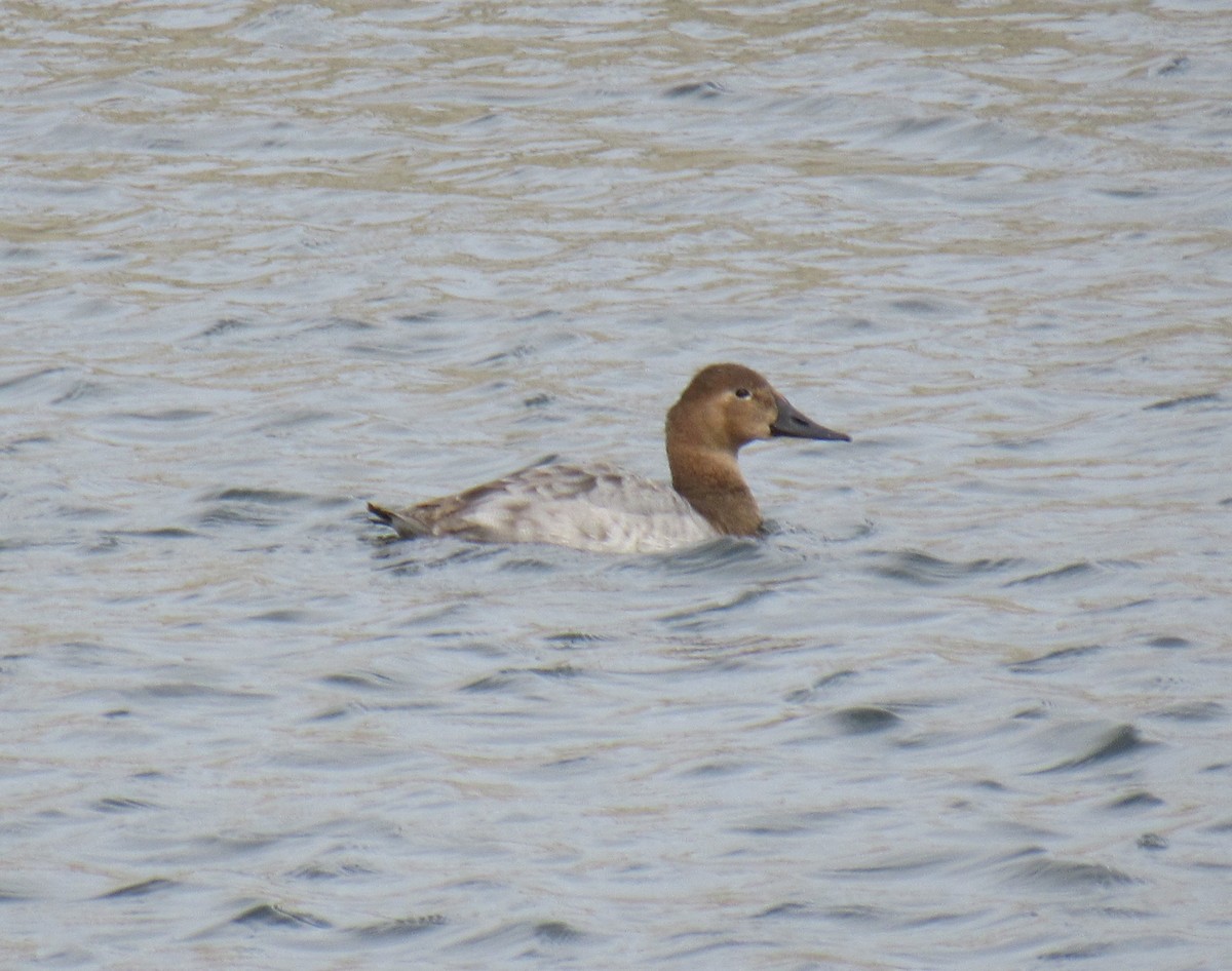 Canvasback - ML211391561