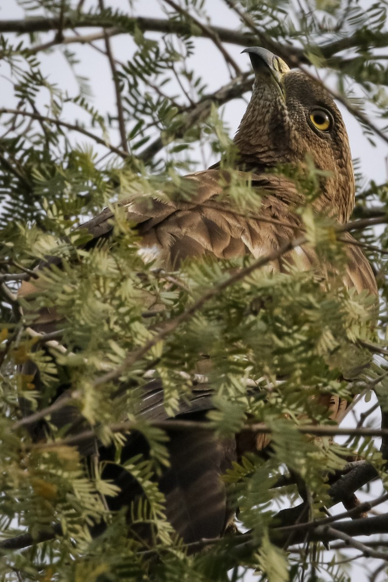 Oriental Honey-buzzard - ML211391771
