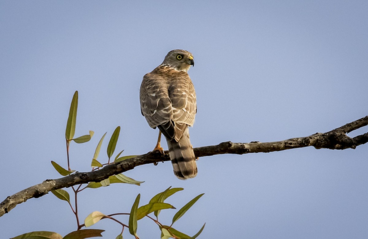 Shikra - ML211391801