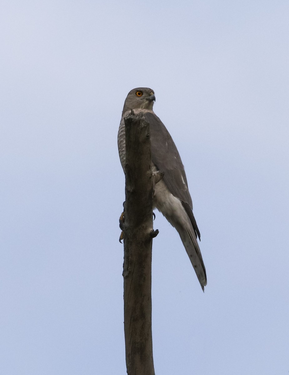 Shikra - ML211391861