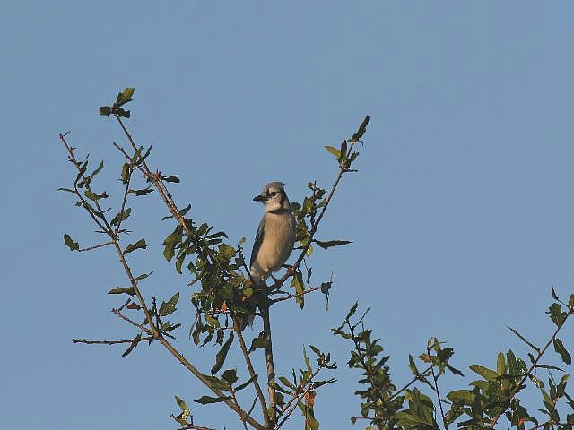 Blue Jay - Roy E. Peterson