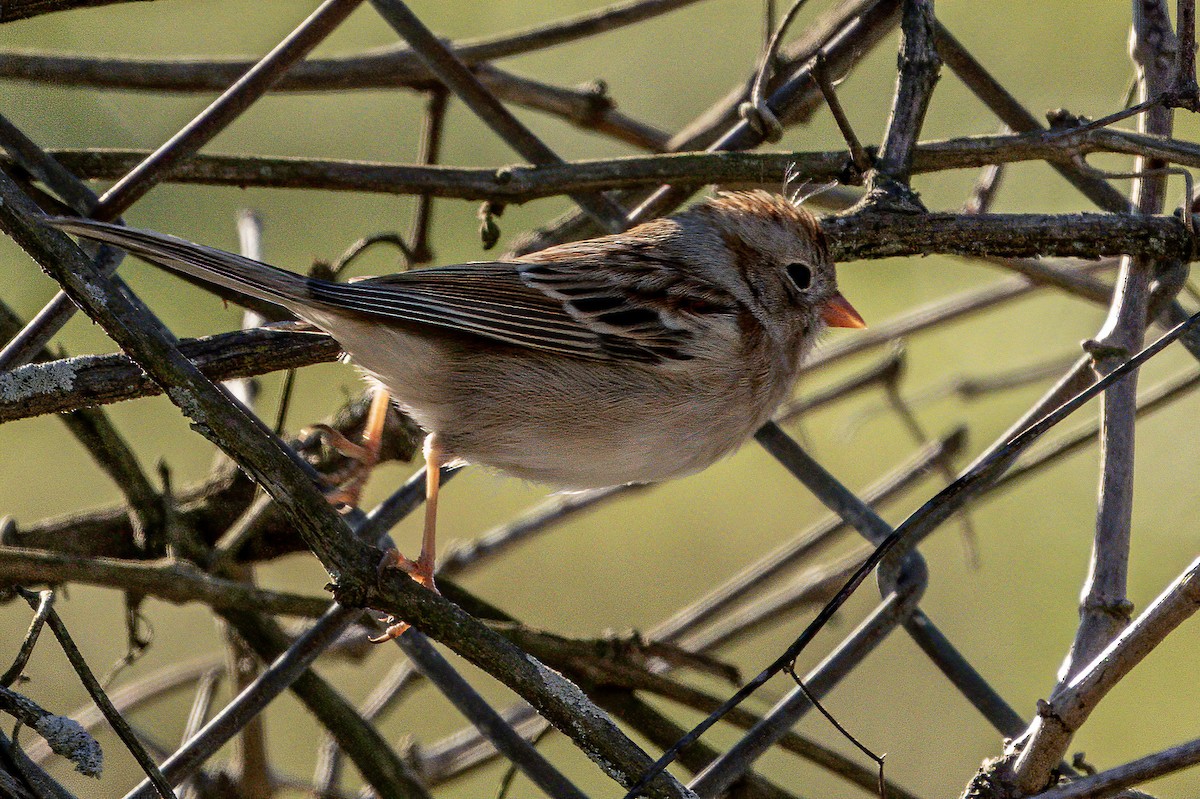 Field Sparrow - Bill Wood