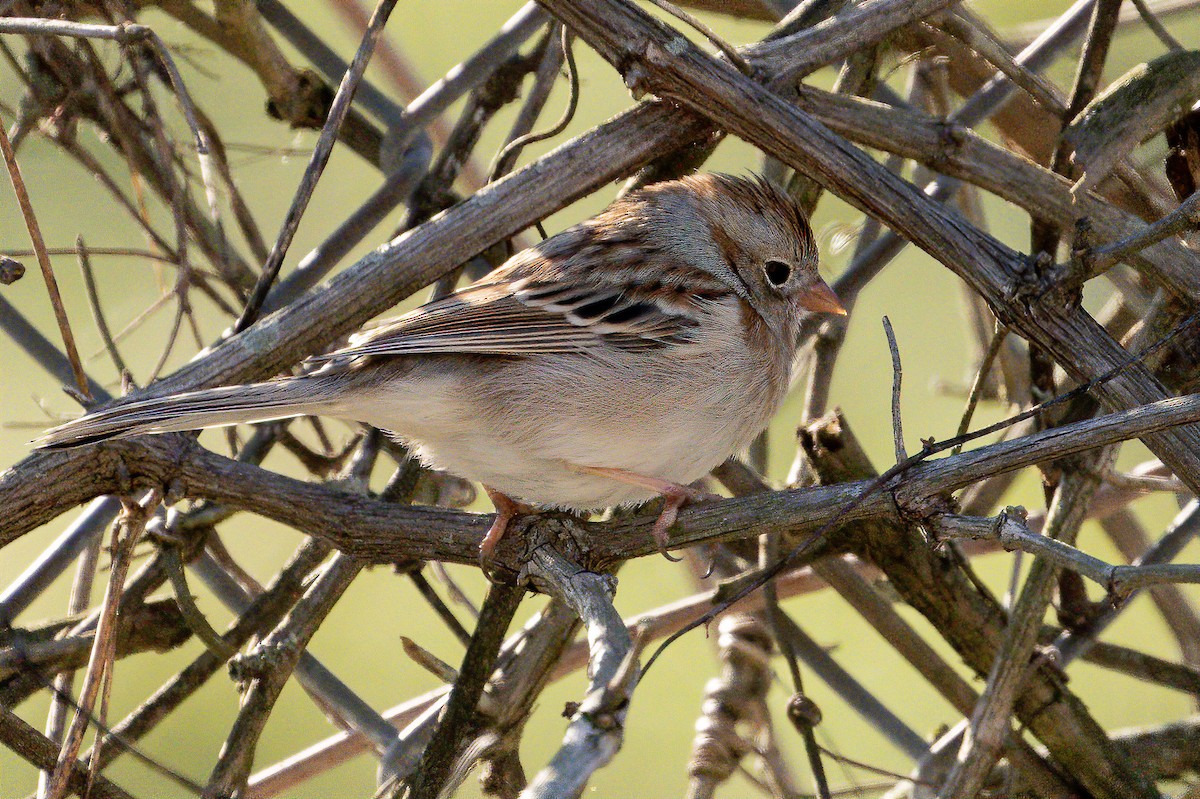 Field Sparrow - ML211394061