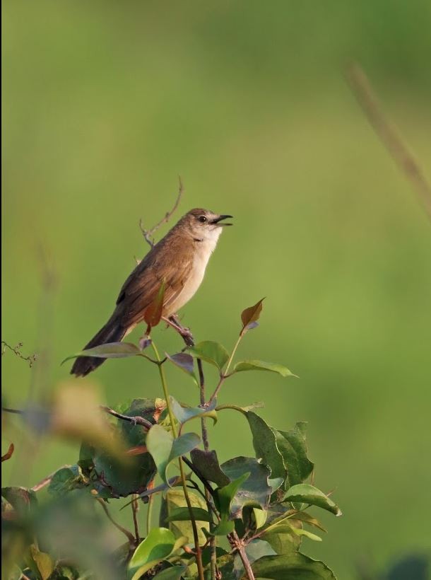 Broad-tailed Grassbird - ML211394381