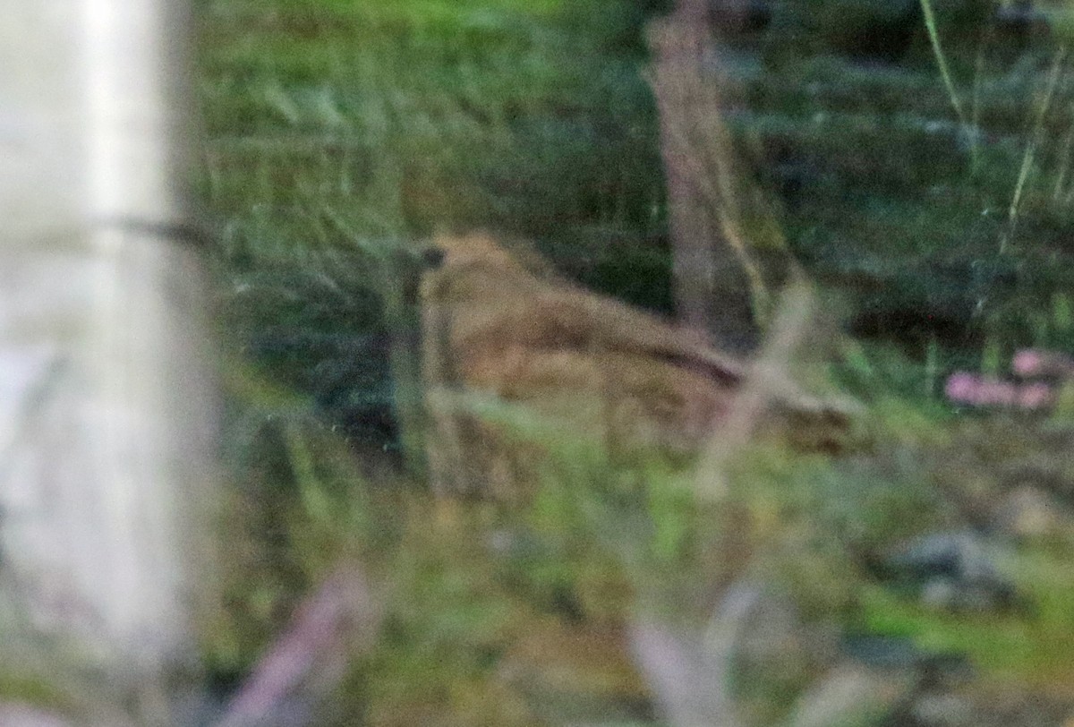 Eurasian Woodcock - ML211394981