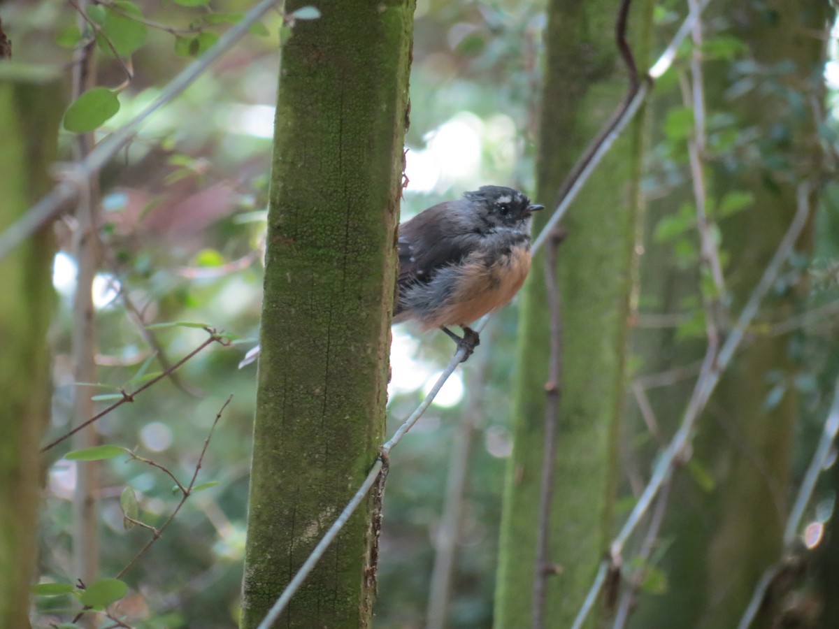 New Zealand Fantail - ML211395941