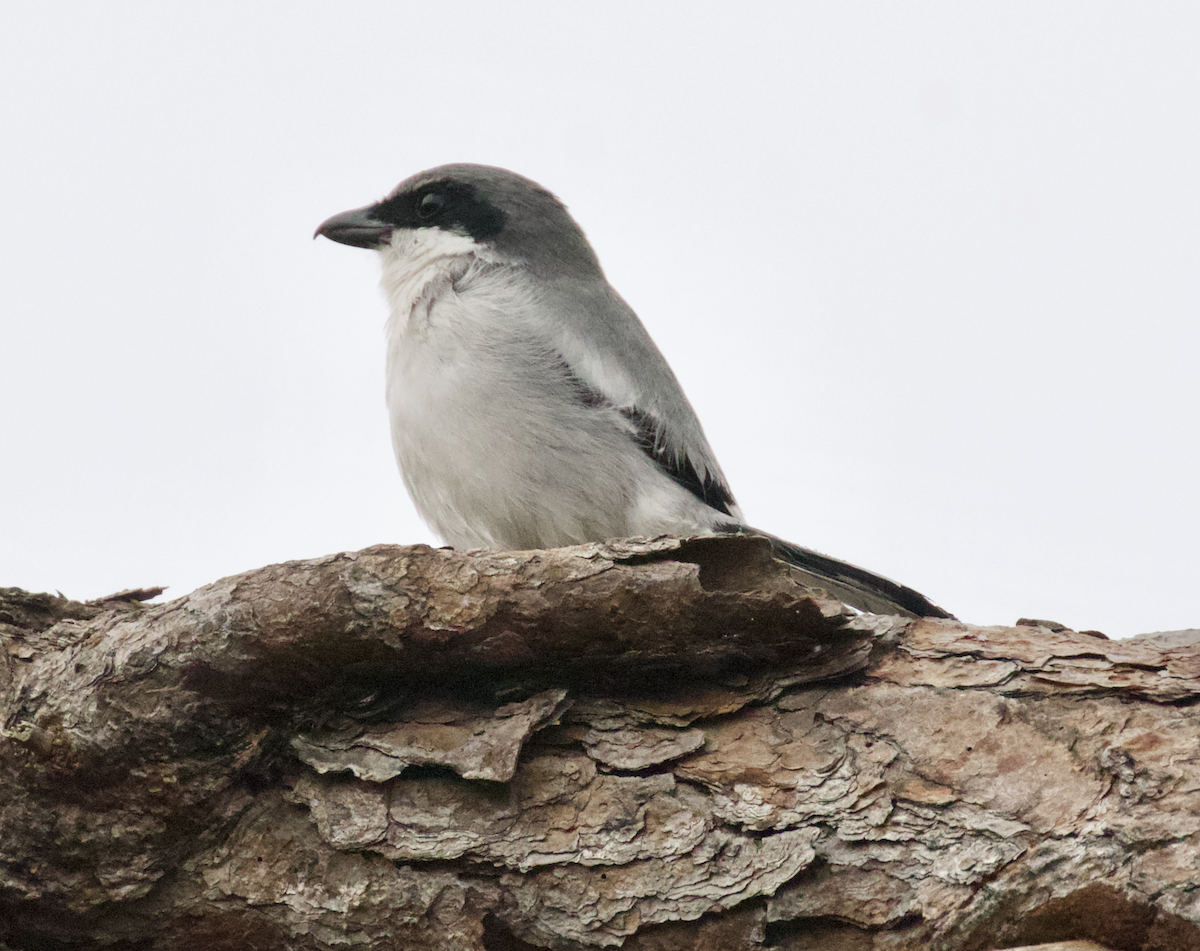 Loggerhead Shrike - ML211396141