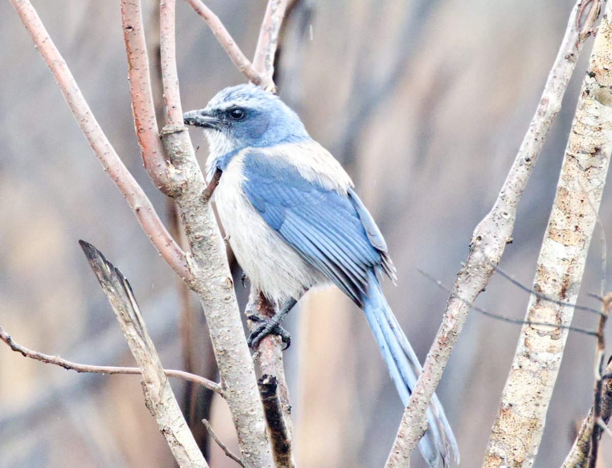 Florida Scrub-Jay - ML211396161