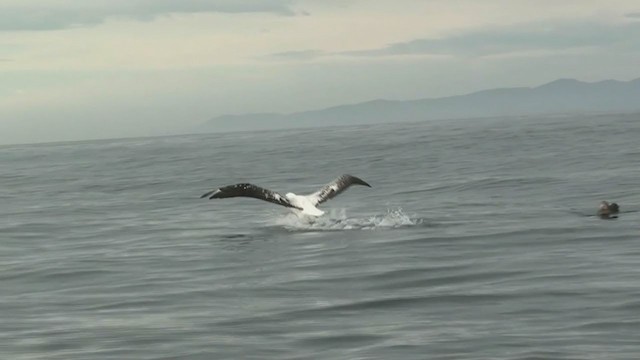 Albatros hurleur, A. de Tristan da Cunha ou A. des Antipodes - ML211397201