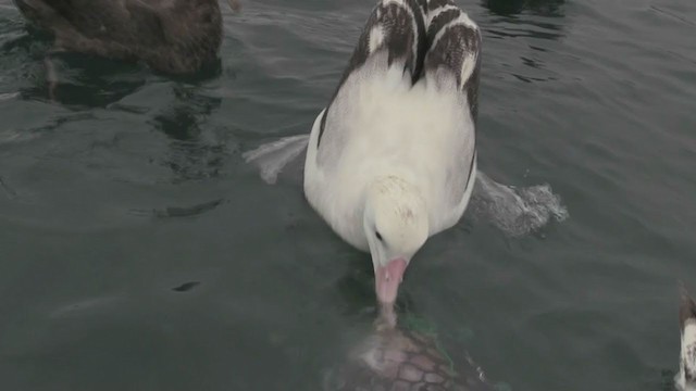 Albatros hurleur, A. de Tristan da Cunha ou A. des Antipodes - ML211397321