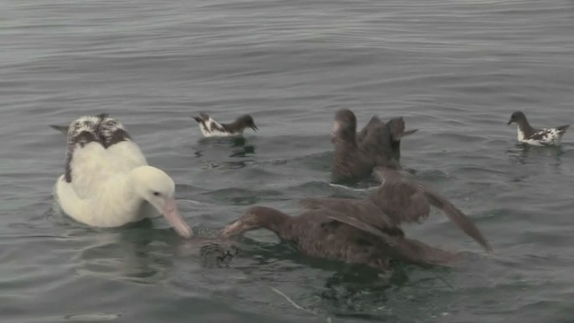 Albatros hurleur, A. de Tristan da Cunha ou A. des Antipodes - ML211397471