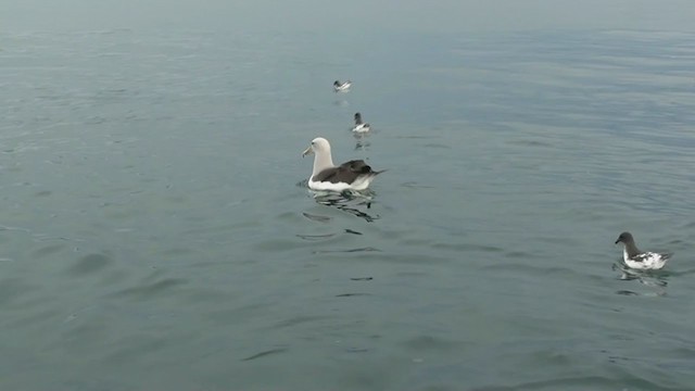 サルビンアホウドリ - ML211397491