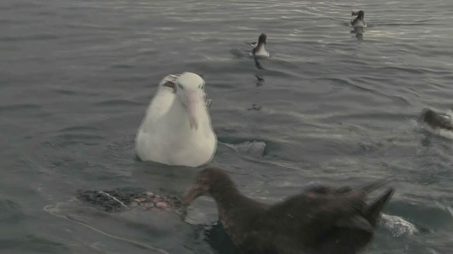 Northern/Southern Royal Albatross - ML211397531