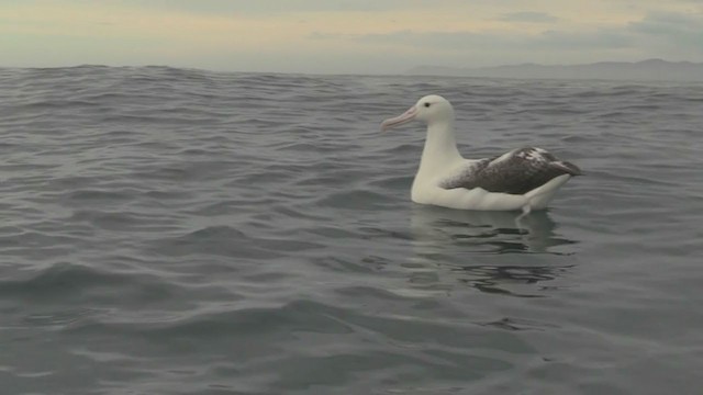 Albatros de Sanford ou A. royal - ML211397631