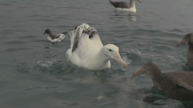 Northern/Southern Royal Albatross - ML211397941