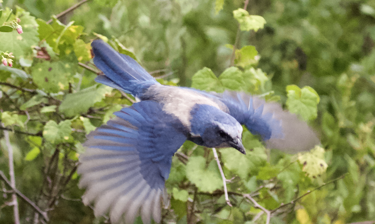 Florida Scrub-Jay - ML211398191