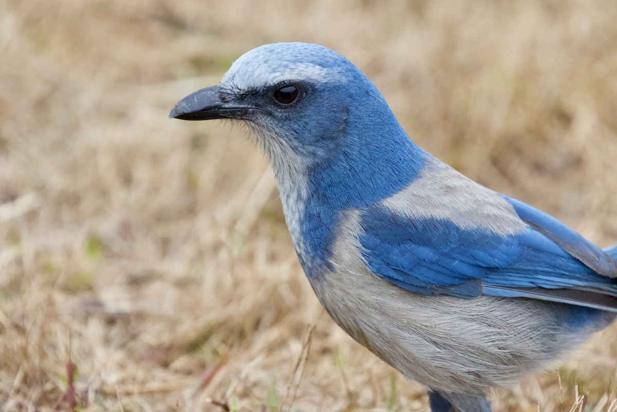 Florida Scrub-Jay - ML211398201
