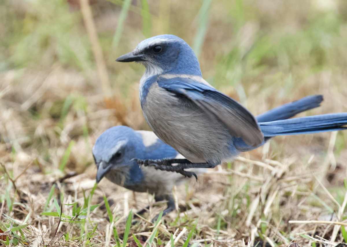Florida Scrub-Jay - ML211398211