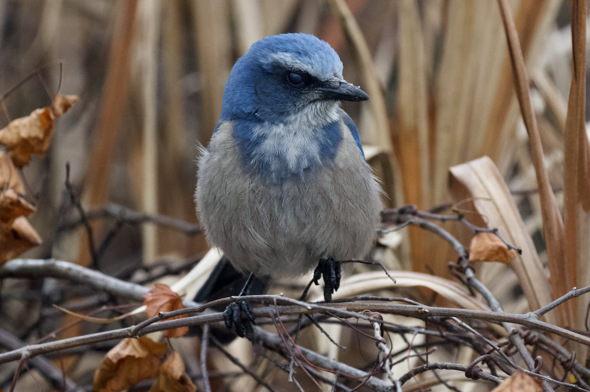 Florida Scrub-Jay - ML211398221