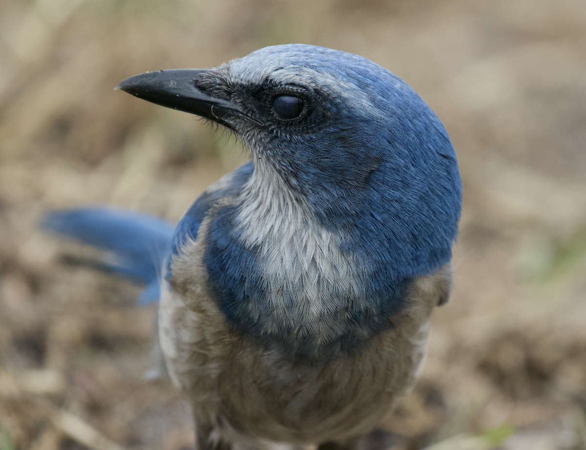 Florida Scrub-Jay - ML211398231