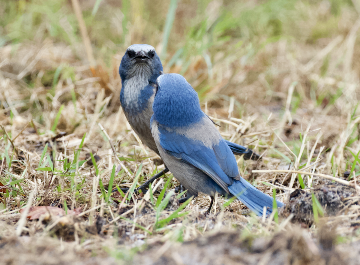 Florida Scrub-Jay - ML211398241