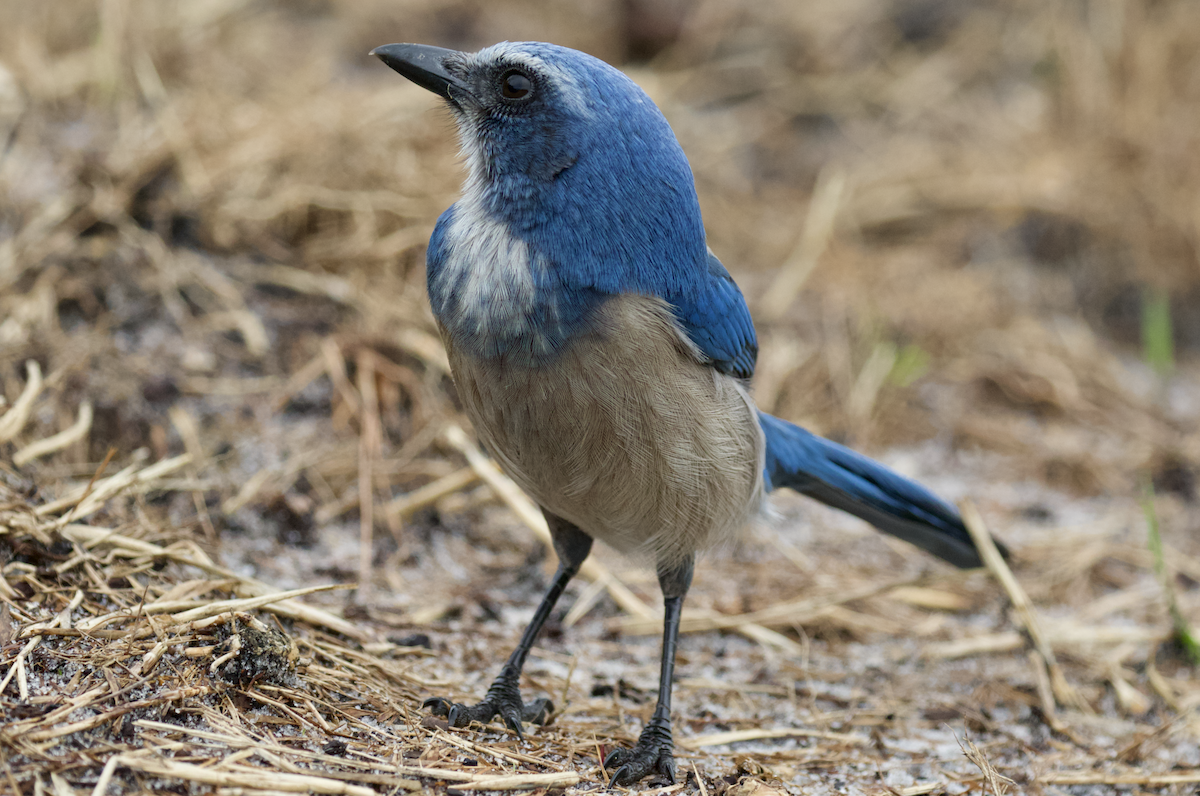 Florida Scrub-Jay - ML211398251