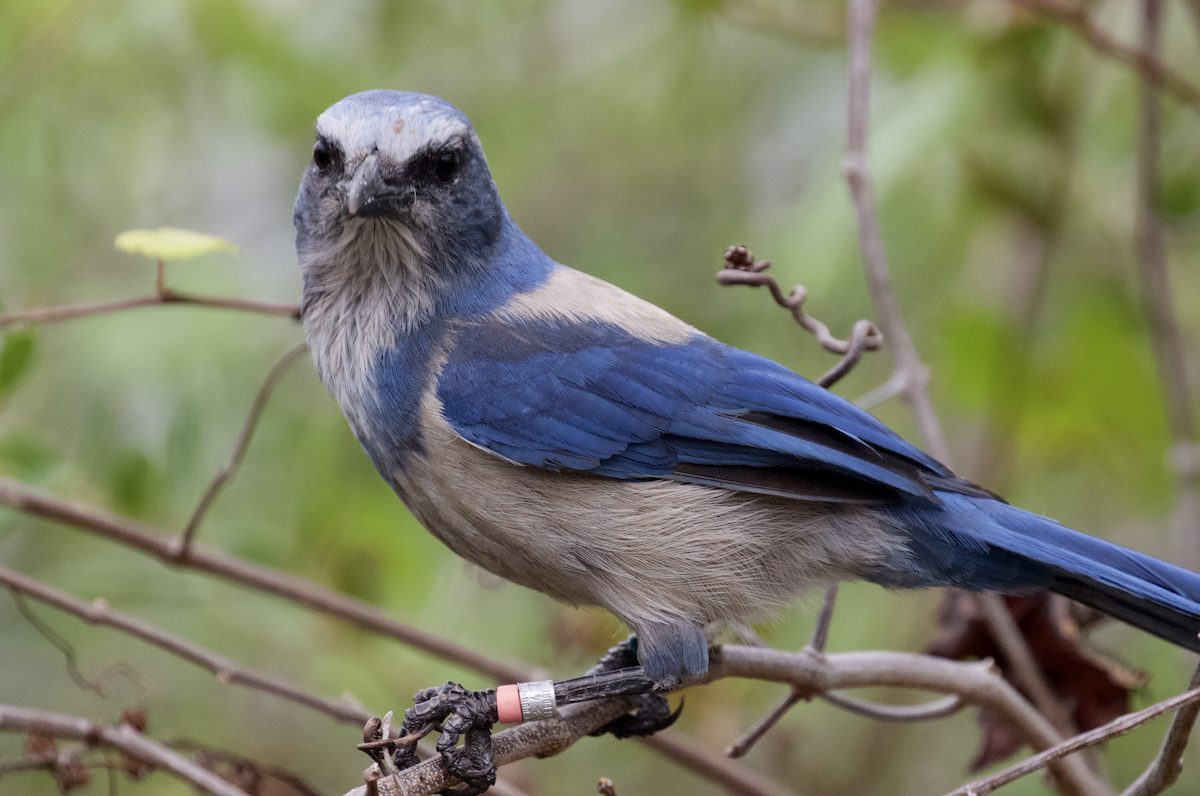 Florida Scrub-Jay - ML211398261
