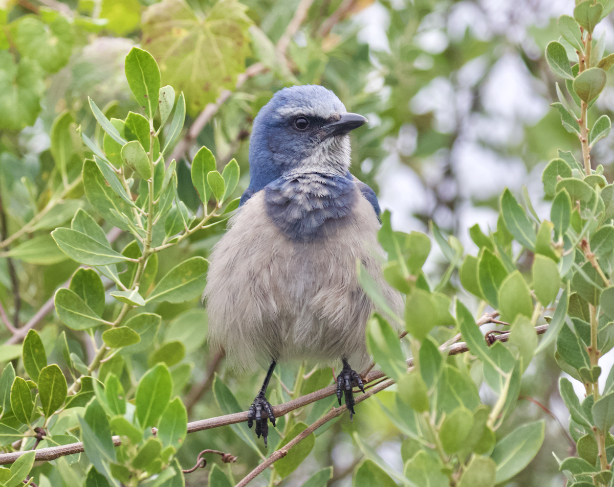 Florida Scrub-Jay - ML211398271