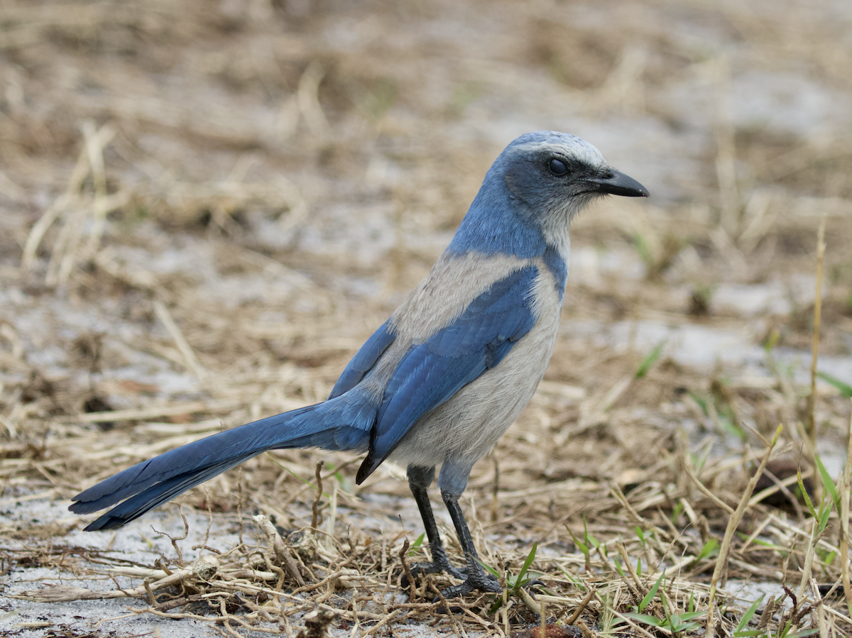 Florida Scrub-Jay - ML211398281