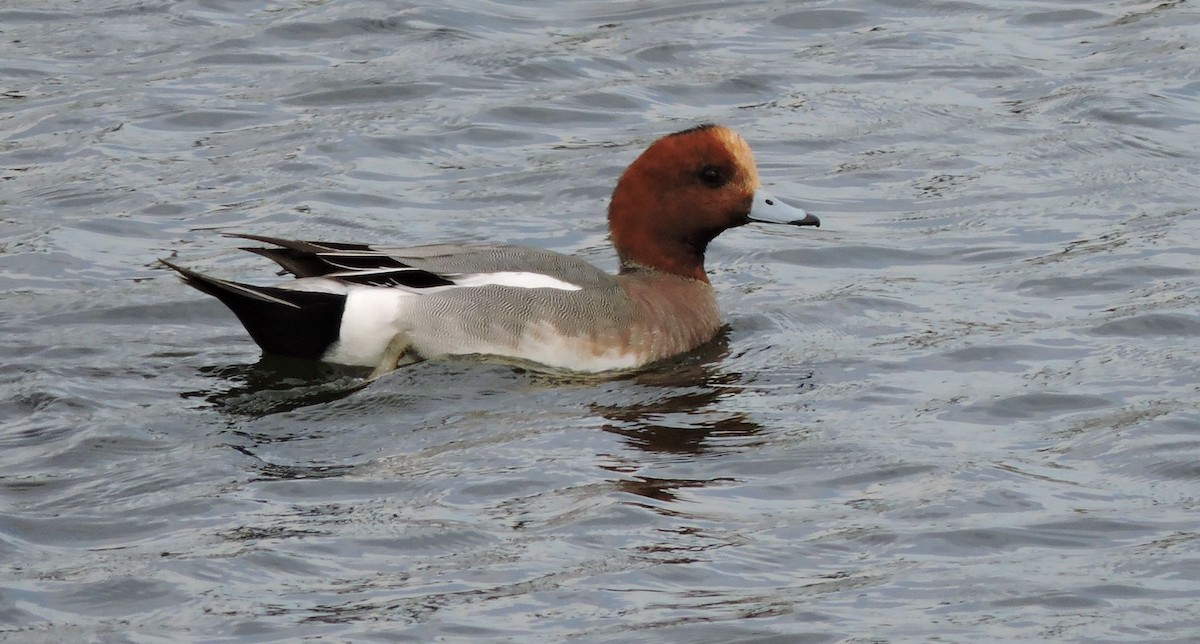 Eurasian Wigeon - Wendy Meehan