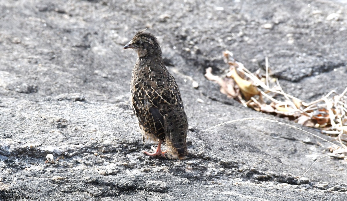 Painted Bush-Quail - ML211400161