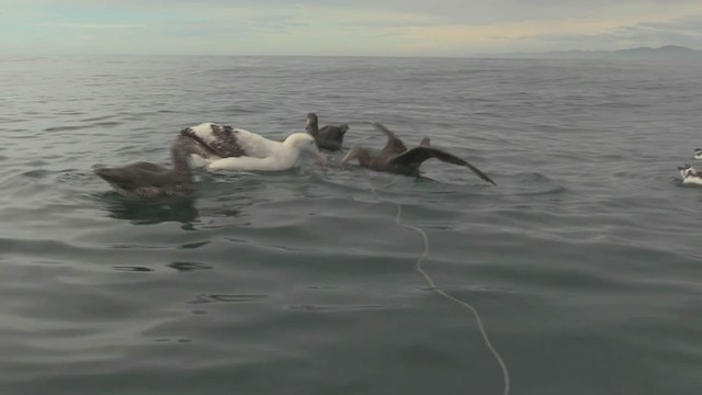 Northern Giant-Petrel - ML211400271