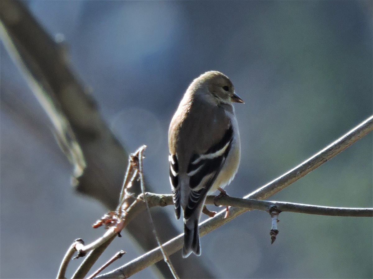 American Goldfinch - ML211400341