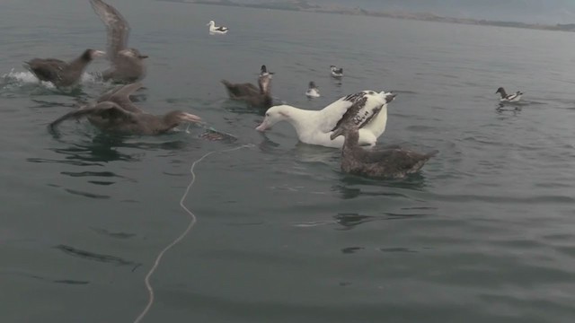 Northern Giant-Petrel - ML211401631