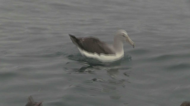 Salvin's Albatross - ML211402191