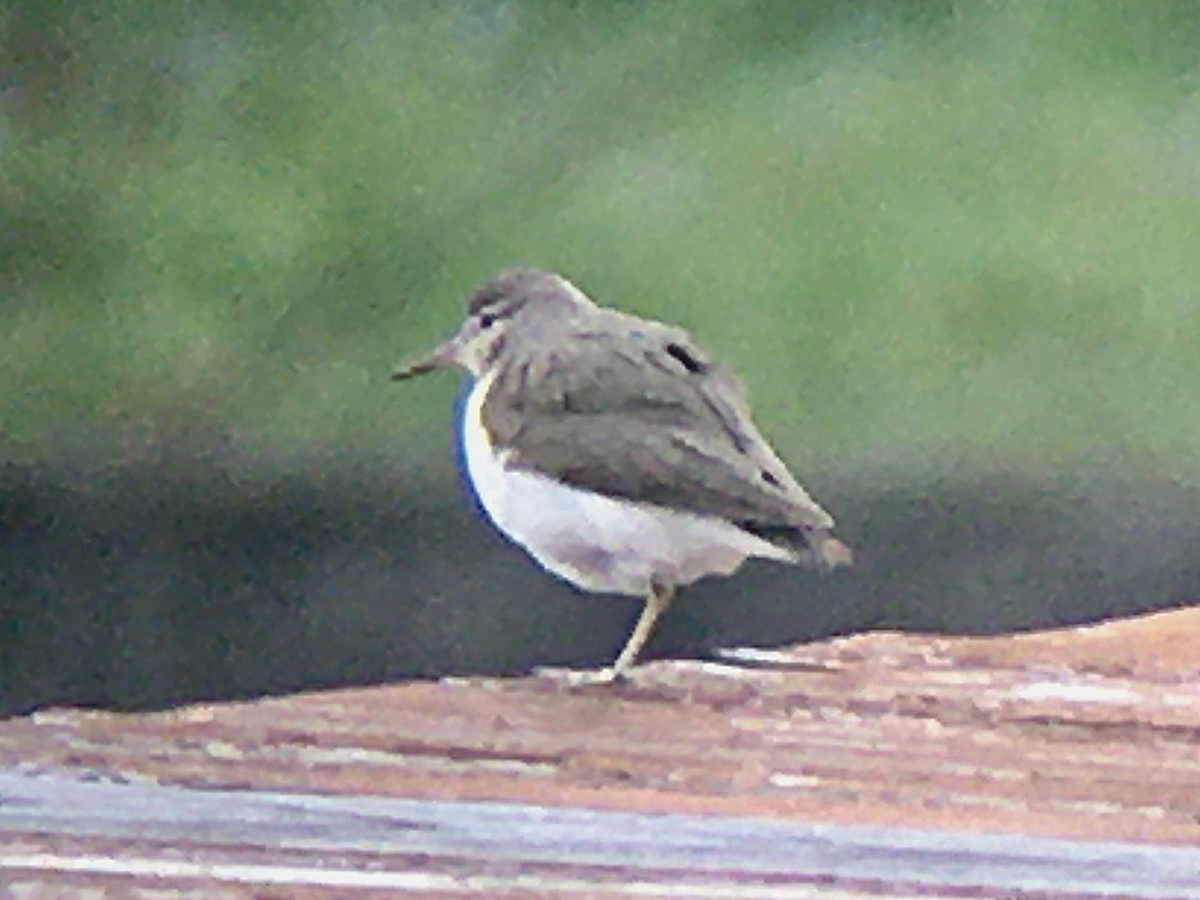 Spotted Sandpiper - ML211402361