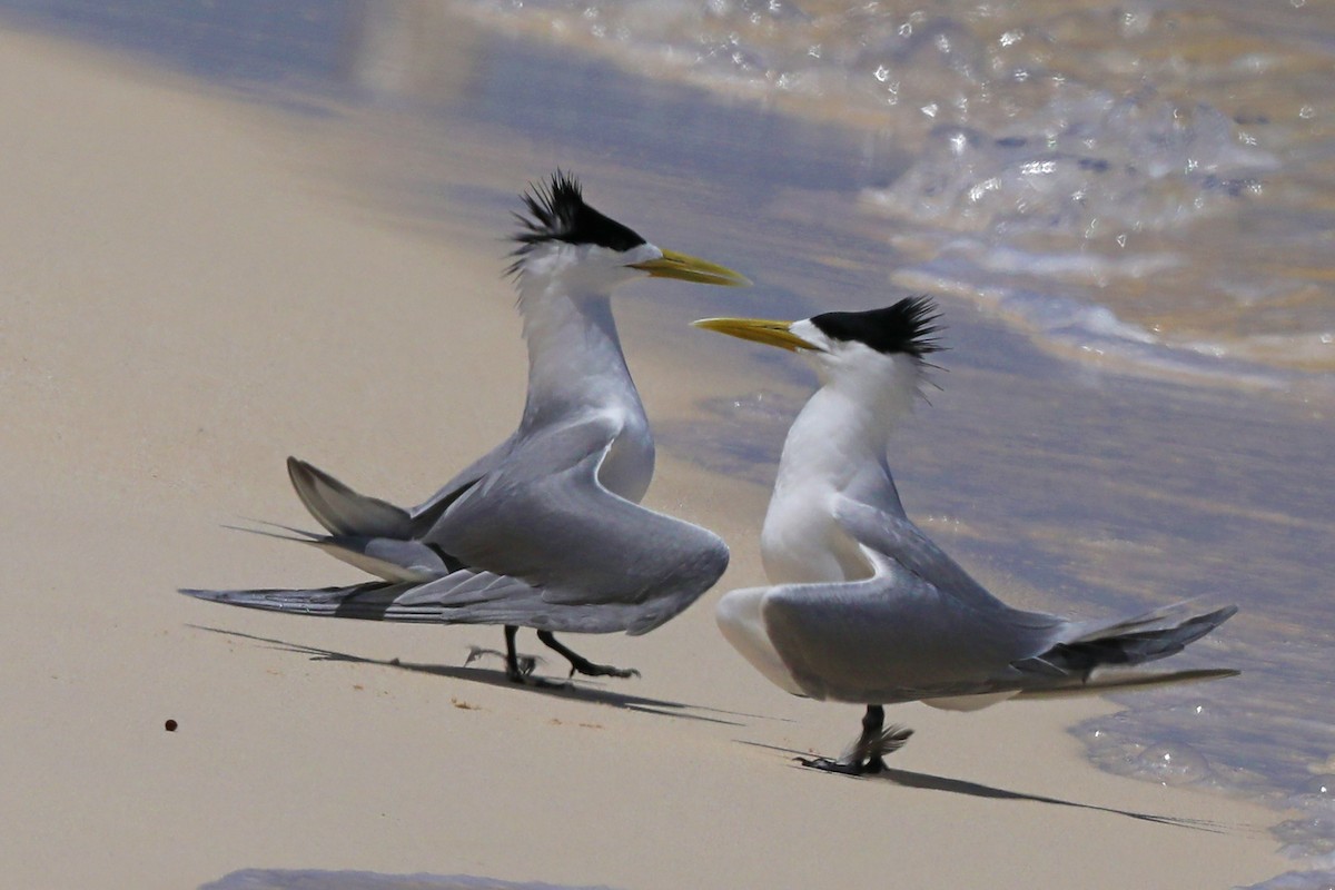 Great Crested Tern - Doug Herrington || Birdwatching Tropical Australia Tours