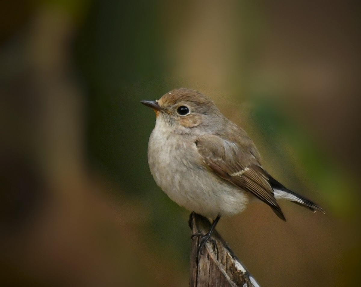 Taiga Flycatcher - ML211403131