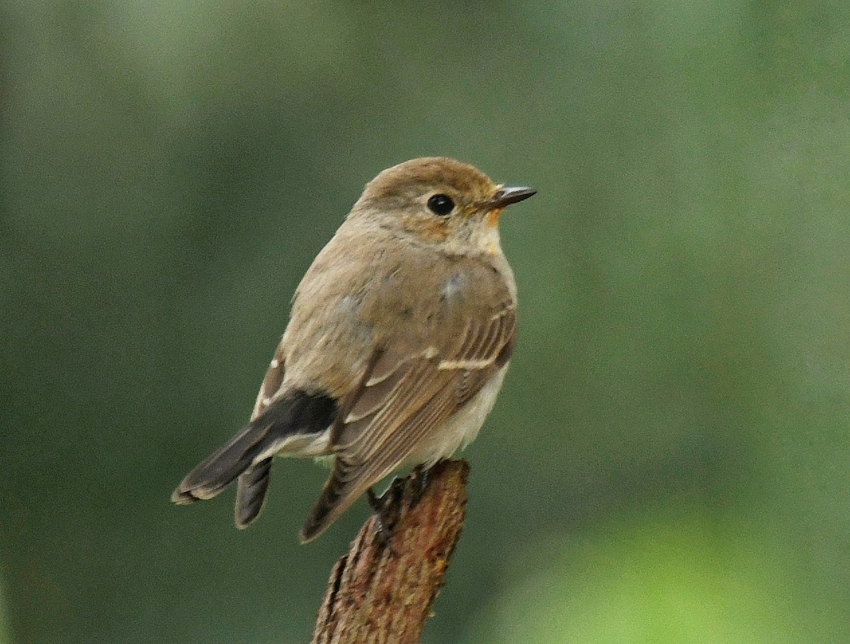 Taiga Flycatcher - ML211403141