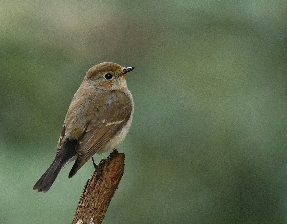 Taiga Flycatcher - ML211403151