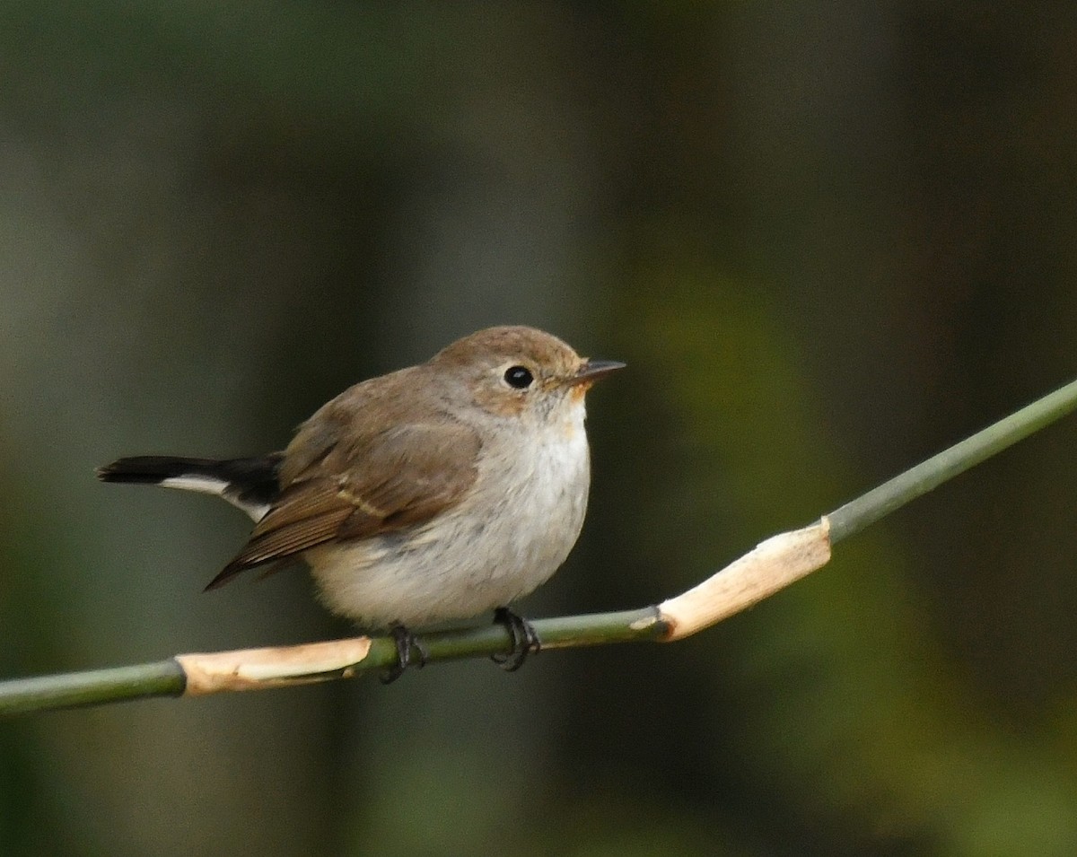 Taiga Flycatcher - ML211403161