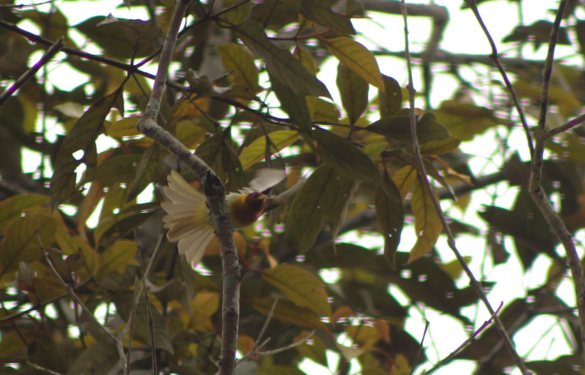 Rufous-headed Tanager - ML21140371