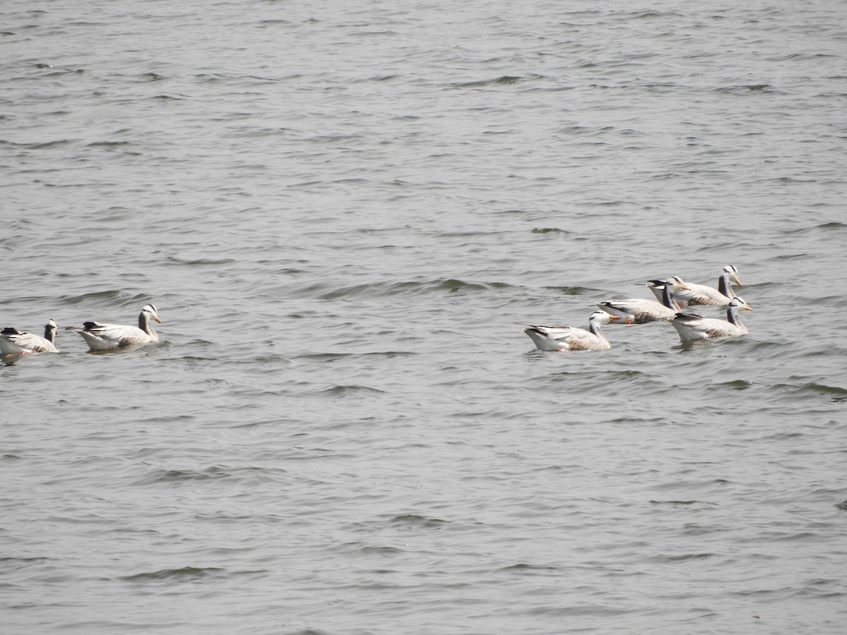 Bar-headed Goose - ML211403721