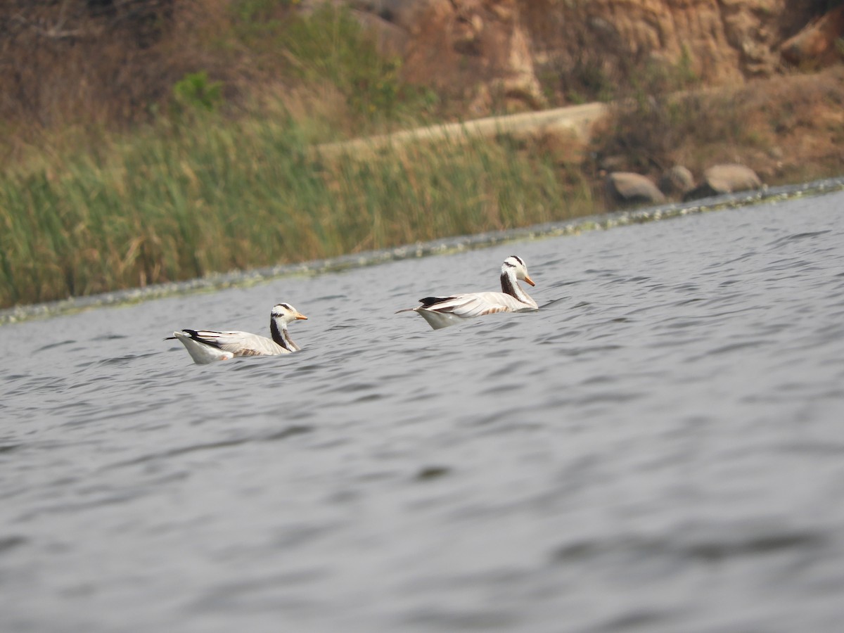 Bar-headed Goose - ML211403731