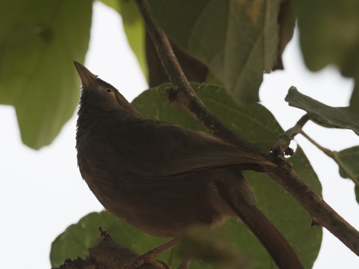 Jungle Babbler - ML211408991