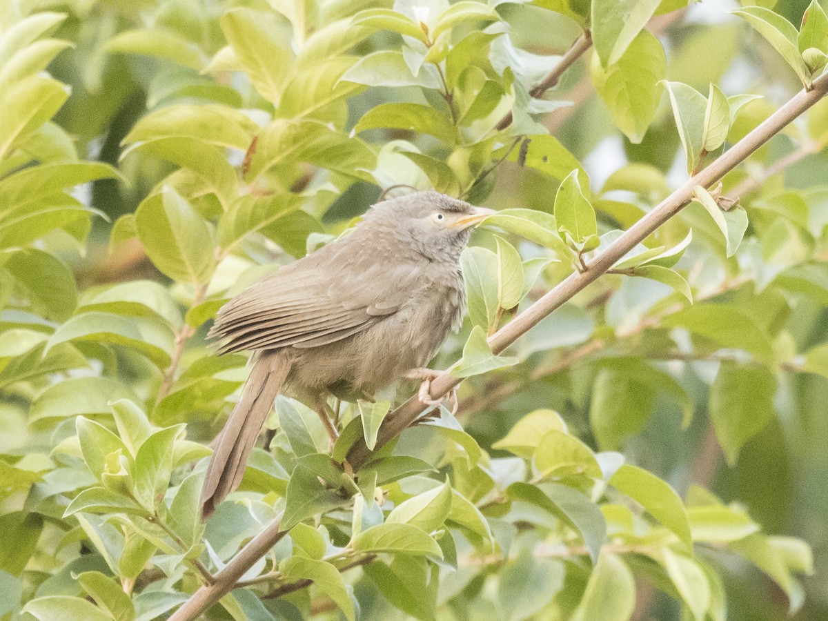 Jungle Babbler - ML211409211