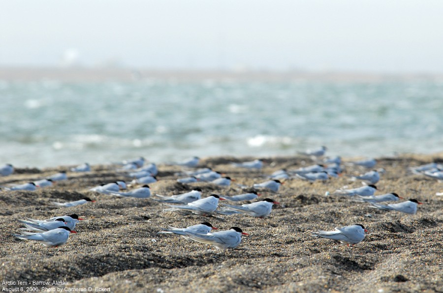 Arctic Tern - Cameron Eckert