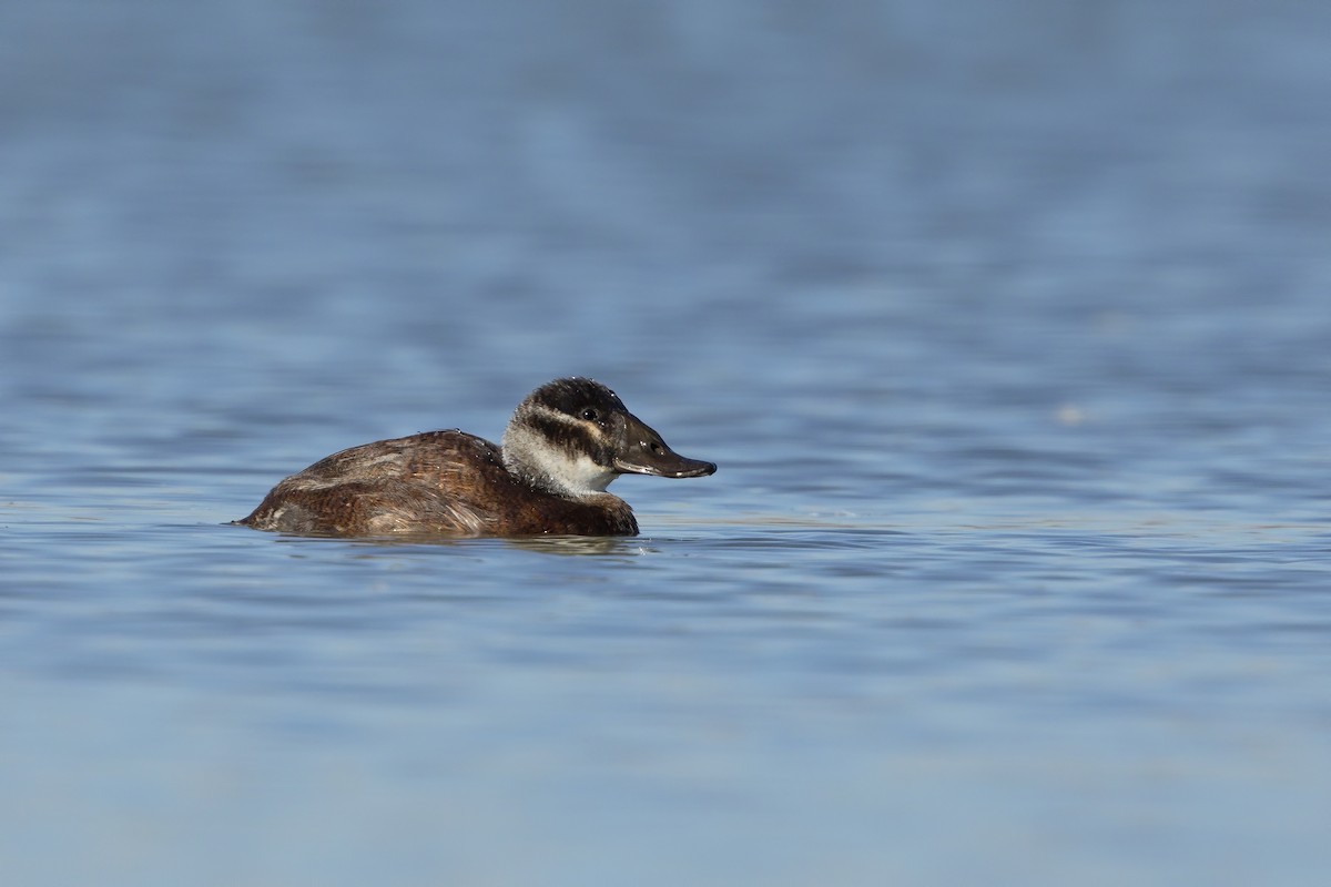 White-headed Duck - ML211412031