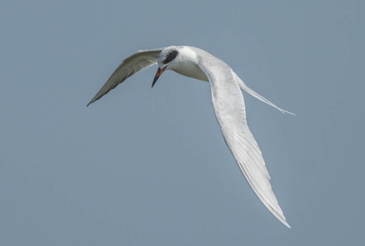 Forster's Tern - joseph mileyka