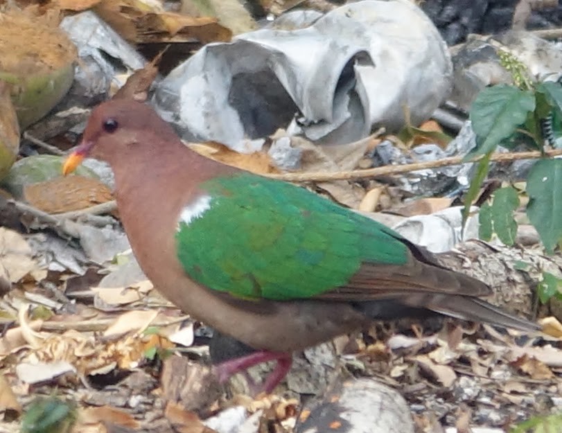 holub hnědohlavý - ML211415341